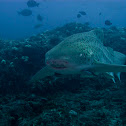 Zebra (Leopard) Shark