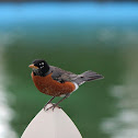 North American Robin