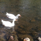White Goose