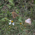 White Peacock