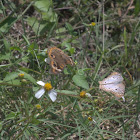 White Peacock