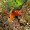 Lyretail Hawkfish