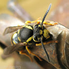 Ground Hornet Queen