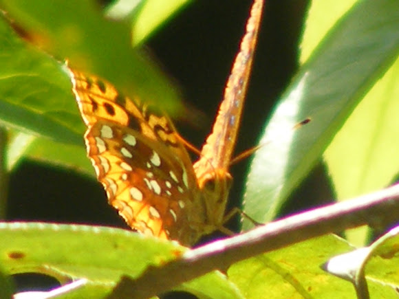 Spotting Image 1