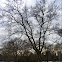 London Plane