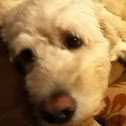 Labradoodle