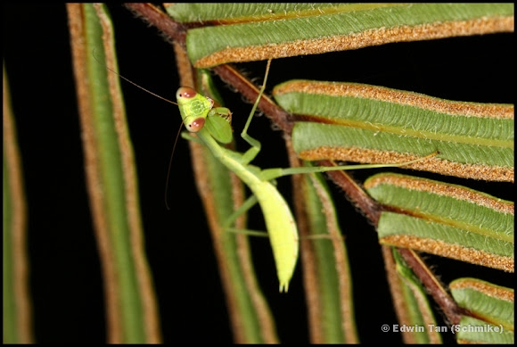 Spotting Image 1