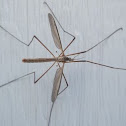 Crane Fly
