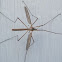 Crane Fly