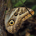 Owl butterfly