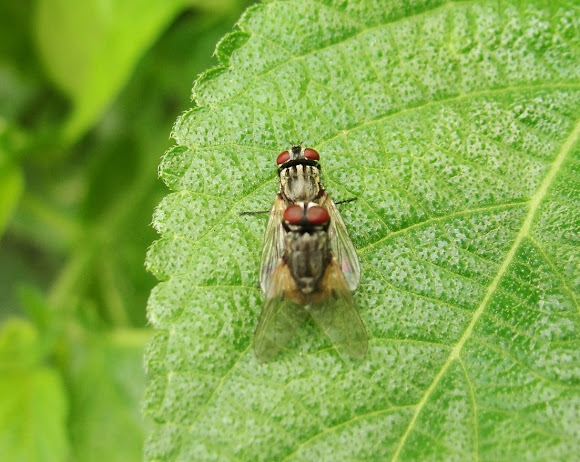 Spotting Image 1