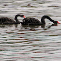 Black Swan