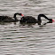 Black Swan