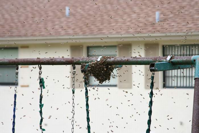 destruction of beehive