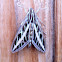 White-lined Sphinx