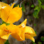 Yellow Bougainvillea