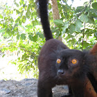 Lemur