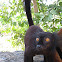 Lemur