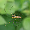 Golden silk orb-weaver