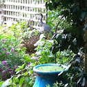 White-faced Heron