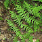 Royal Fern