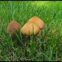 Mushrooms