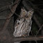 Eastern Screech Owl