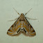 Crambid Moth