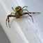 African Mask Crab Spider