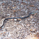 Southern Black Racer