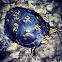 Eastern box turtle