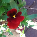 Viola