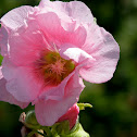 Hollyhock