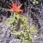 Giant Red Paintbrush