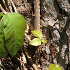 Poison ivy