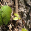 Poison ivy