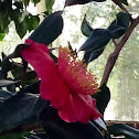 Camelia