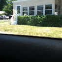 Bush
