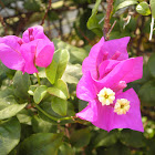 Bougainvillea