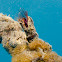 Gooseneck Barnacle