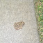 Woodhouse's Toad
