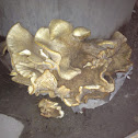 Oyster Mushroom