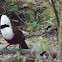 White-crested Laughingthrush
