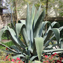 Century Plant