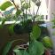 Green Pepper