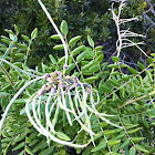 Necklacepod 