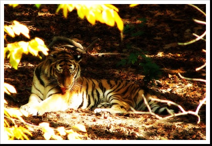 ZOO (11)