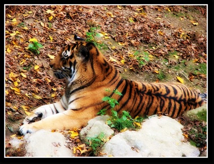 ZOO141