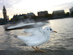 London, Parlament