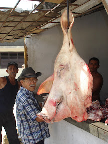 Bayamo